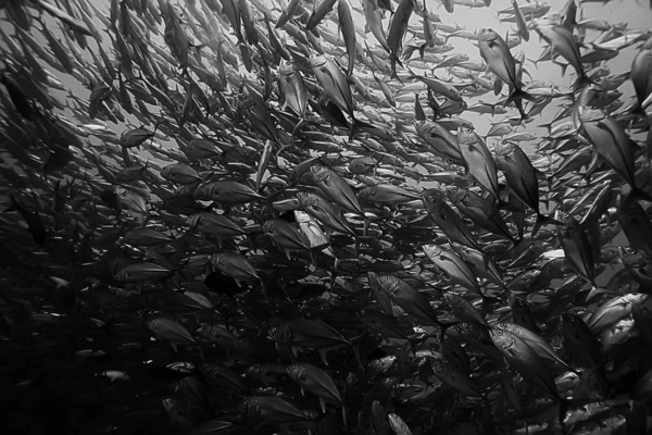 多くの Caranx 大きな魚の群れ 水中世界 海洋生態系 — ストック写真