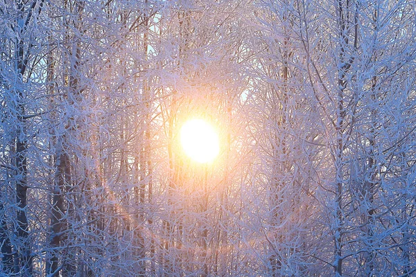 Sonnenuntergang Winterwald Februar Sonnenuntergang Park Schneewald Und Sonne Winterruhe — Stockfoto