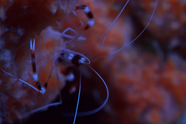 Krabbe Unter Wasser Foto Kleine Krabbe Unterwasserszene — Stockfoto