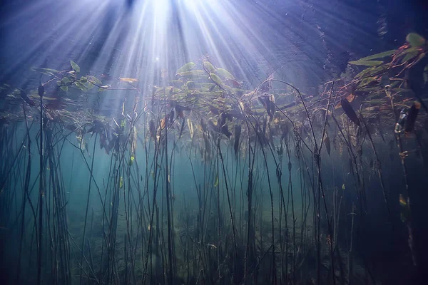 Unterwasser Grüne Landschaft Natur Unterwasser Ökologie See Wildes Tauchen — Stockfoto