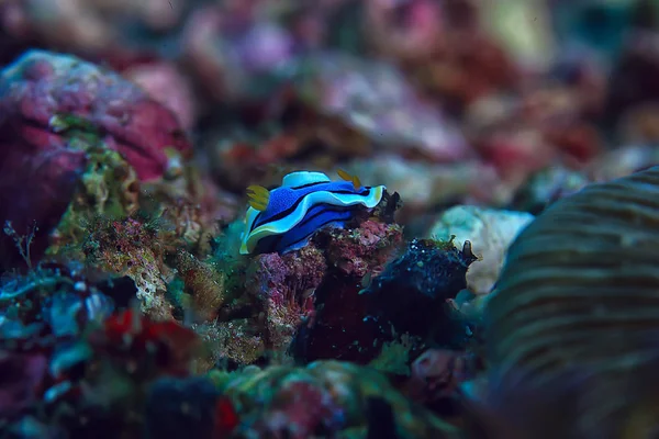 Korallzátony Víz Alatti Lagúna Korallok Víz Alatti Táj Snorkeling Utazás — Stock Fotó