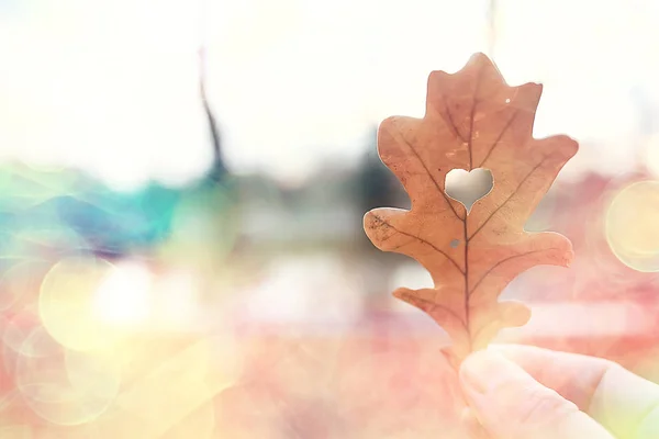 Herbst Herz Auf Eiche Gelbes Blatt Herz Symbol Herbstdekoration Konzept — Stockfoto