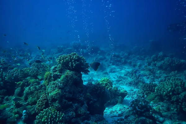 Кораловий Риф Під Водою Морська Коралова Лагуна Океанічна Екосистема — стокове фото