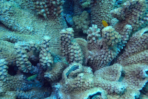 Corail Reef Macro Texture Fond Abstrait Écosystème Marin Sur Récif — Photo
