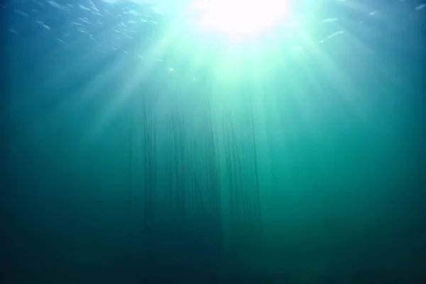 阳光河水下景观 抽象水下景观植物新鲜生态系统 — 图库照片