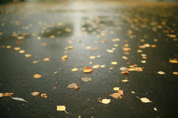 Automne Feuilles Humides Fond Automne Fond Feuilles Jaunes Tombées Des — Photo