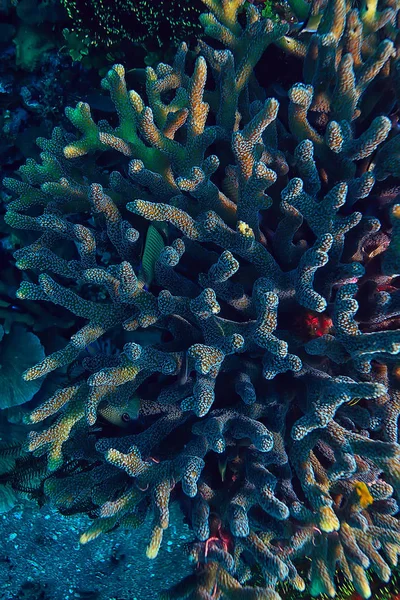 Кораловий Риф Макро Текстура Абстрактний Морський Екосистемний Фон Кораловому Рифі — стокове фото