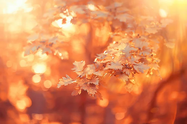 Herbst Landschaft Hintergrund Mit Gelben Blättern Sonniger Herbsttag Die Sonnenstrahlen — Stockfoto