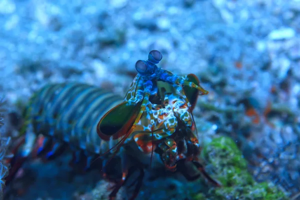 Shrimp Mantis Unterwasser Unterwasser Szene Auf Einem Korallenriff Tropisches Meer — Stockfoto