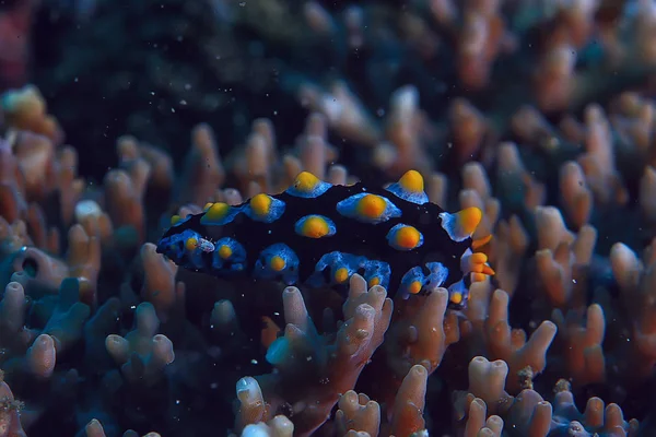 Scena Subacquea Barriera Corallina Mondo Oceano Fauna Selvatica Paesaggio — Foto Stock