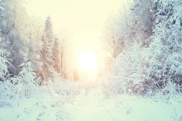 Solnedgång Vinter Skogen Februari Solnedgång Parken Snöskog Och Sol Vinter — Stockfoto