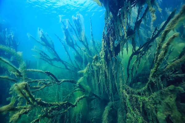 Болота Підводний Пейзаж Абстрактні Затоплені Дерева Водорості Чистій Воді Екологія — стокове фото