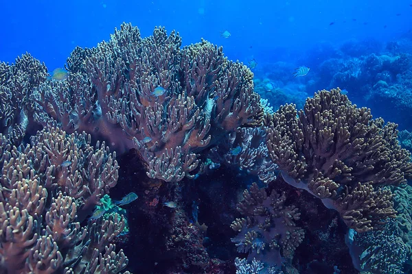 Undersøiske Svamp Marine Liv Koralrev Undersøiske Scene Abstrakt Ocean Landskab - Stock-foto