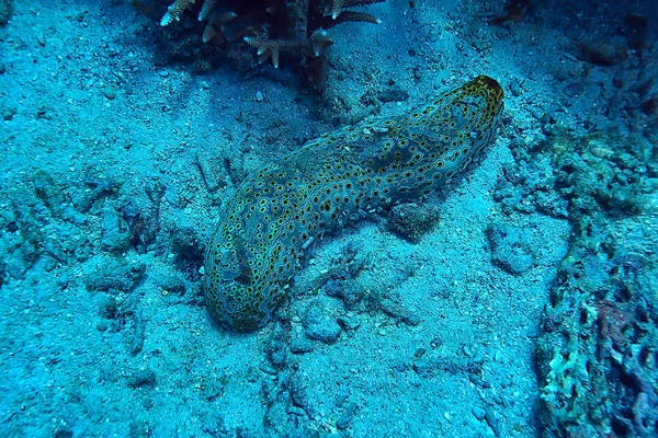 Mořský Ekosystém Podmořský Výhled Modrý Oceán Volně Žijící Příroda Moři — Stock fotografie