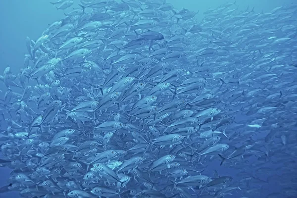 Muchos Caranx Bajo Agua Gran Bandada Peces Mundo Submarino Sistema — Foto de Stock