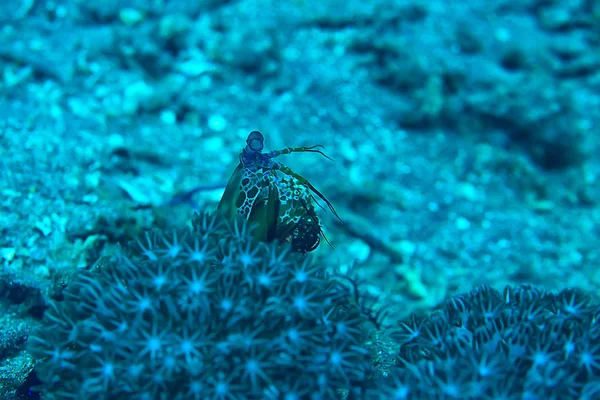 Camarones Mantis Bajo Agua Escena Submarina Arrecife Coral Mar Tropical — Foto de Stock