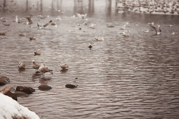 wintering birds / bird flock, winter lake, wild birds on winter lake, seasonal, migratory ducks