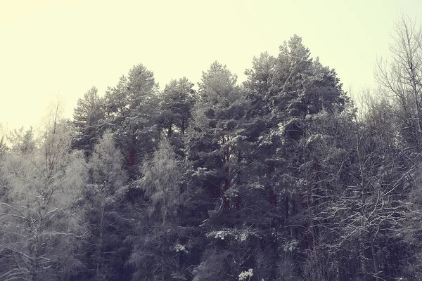 森の中の冬の風景 月の雪の天気 雪の森の美しい風景 北への旅 — ストック写真