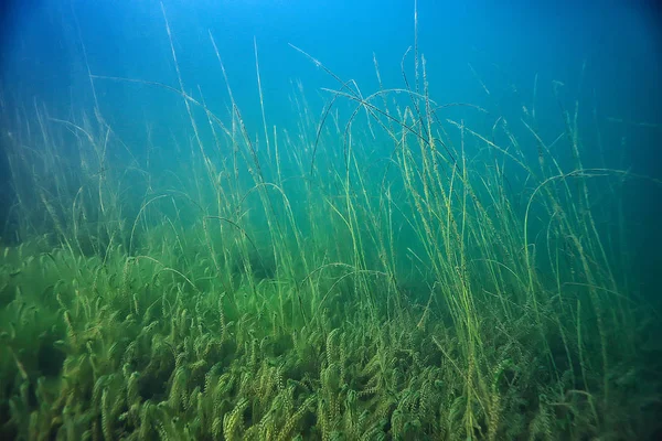 湖沼水中風景抽象 ブルー透明水 エコ自然保護水中 — ストック写真