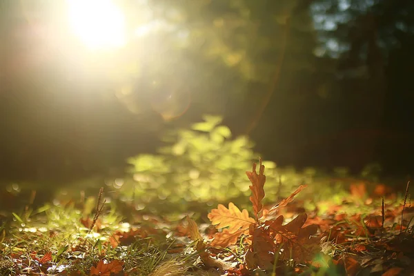 Paisaje Otoño Fondo Con Hojas Amarillas Día Otoño Soleado Los —  Fotos de Stock