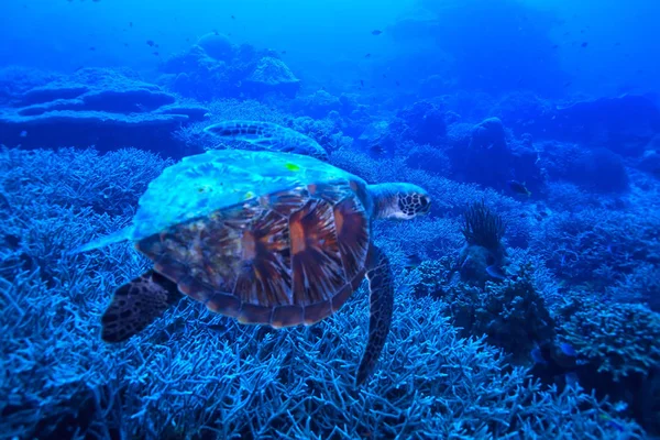 海龟水下 异国情调的自然海动物水下龟 — 图库照片