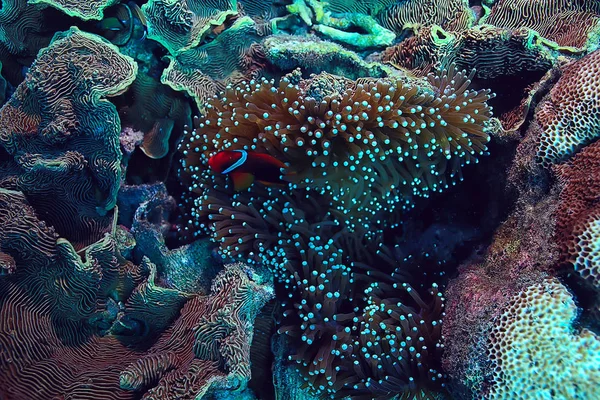 Arrecife Coral Submarino Laguna Coral Marino Ecosistema Oceánico — Foto de Stock