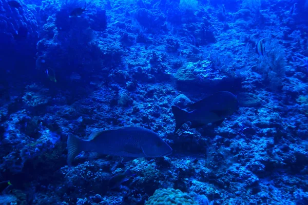 珊瑚礁水下 海洋珊瑚泻湖 海洋生态系统 — 图库照片