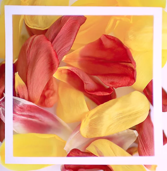 Желтые Лепестки Фона Абстрактного Фона Лепестки Весенних Цветов Рамке — стоковое фото