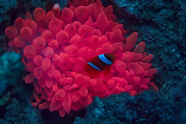 Écosystème Marin Vue Sous Marine Océan Bleu Nature Sauvage Dans — Photo