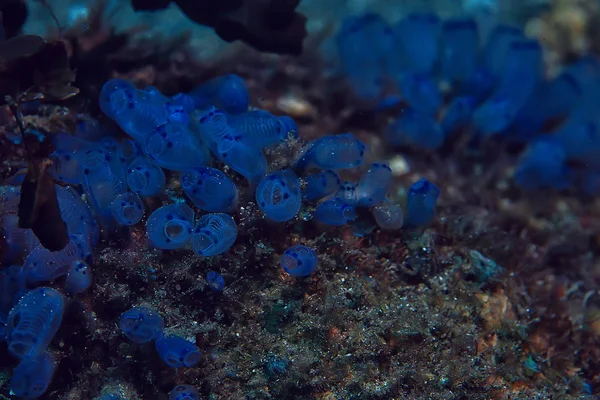 Vida Marinha Esponja Subaquática Recife Coral Cena Subaquática Paisagem Oceânica — Fotografia de Stock