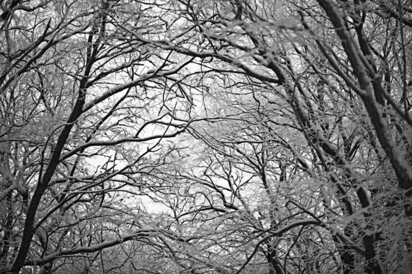 Téli Táj Erdőben Havas Időjárás Januárban Gyönyörű Táj Havas Erdőben — Stock Fotó