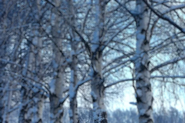 抽象森林模糊的冬天垂直线 冬天森林背景 抽象风景 — 图库照片