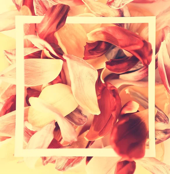 Vintage Tinted Petals Background Abstract Spring Background Summer Flower Petals — Stock Photo, Image