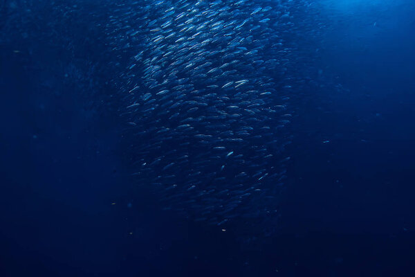 косяк под водой / морской экосистемой, большая рыба на синем фоне, живая абстрактная рыба
