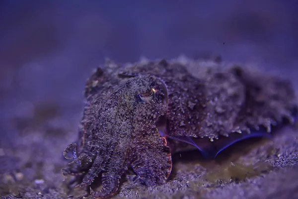 Mondo Subacqueo Blu Deserto Del Mare Oceano Del Mondo Incredibile — Foto Stock