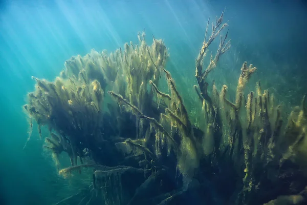 Mangrove Undervattens Landskap Bakgrund Abstrakta Buskar Och Träd Vattnet Transparent — Stockfoto