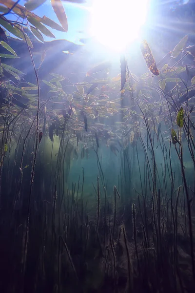 Sole Raggi Fiume Paesaggio Subacqueo Astratto Paesaggio Subacqueo Piante Ecosistema — Foto Stock