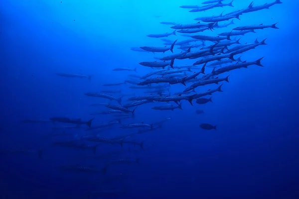 Many Caranx Underwater Large Fish Flock Underwater World Ocean Ecological — Stock Photo, Image