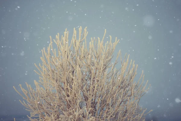 Abstrait Arrière Plan Paysage Hiver Forêt Arbres Gelés Branches Temps — Photo