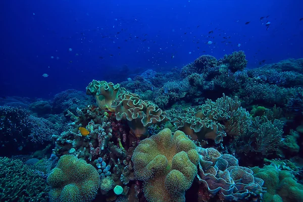 Vida Marinha Esponja Subaquática Recife Coral Cena Subaquática Paisagem Oceânica — Fotografia de Stock