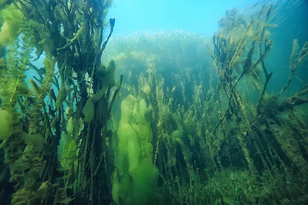 Lac Paysage Sous Marin Abstrait Bleu Eau Transparente Éco Protection — Photo