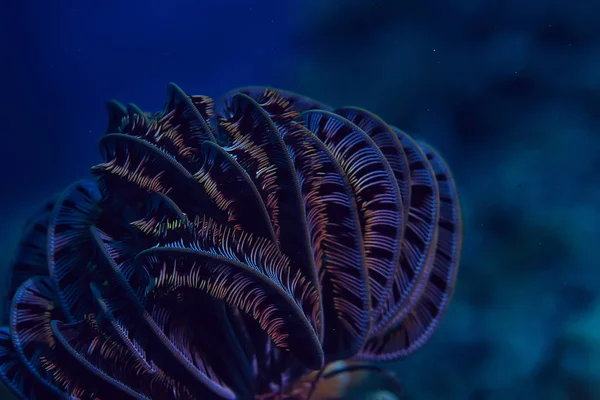 Undervattens Värld Blå Havet Vildmark Världshaven Fantastiska Undervattens — Stockfoto