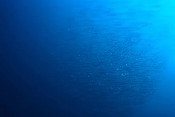 Écosystème Marin Vue Sous Marine Océan Bleu Nature Sauvage Dans — Photo