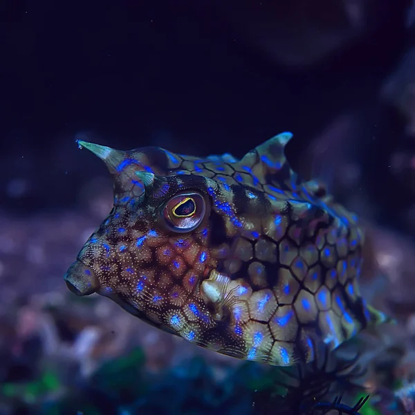 fish cow underwater / exotic small fish underwater scene, coral reef in the ocean, crani fish