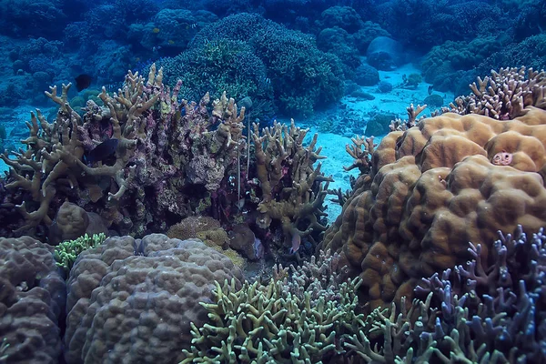 Gorgonia Besar Bercabang Karang Pada Terumbu Karang Laut Kehidupan Bawah — Stok Foto