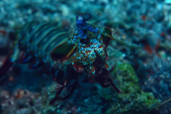 Podmořský Svět Modrá Mořská Divočina Světový Oceán Úžasný Podmořský — Stock fotografie