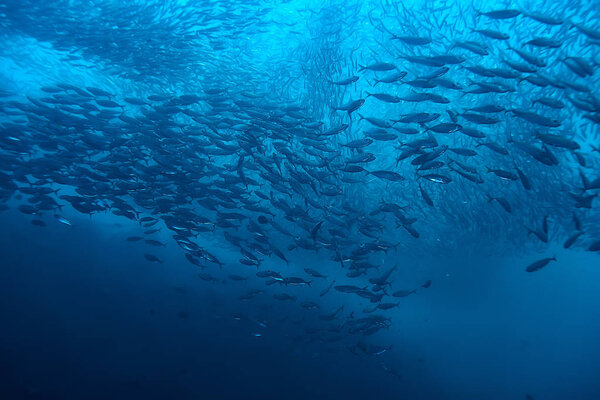 много мелкой рыбы в море под водой / рыба колонии, рыбалка, океан дикой природы сцены
