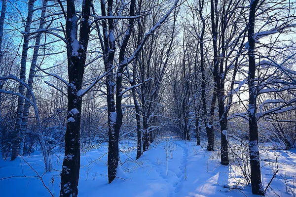 Winterlandschaft Wald Schneewetter Januar Schöne Landschaft Verschneiten Wald Ein Ausflug — Stockfoto