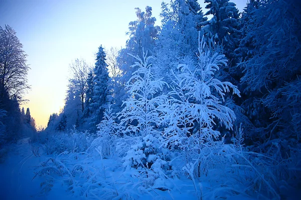 winter landscape in the forest / snowy weather in January, beautiful landscape in the snowy forest, a trip to the north