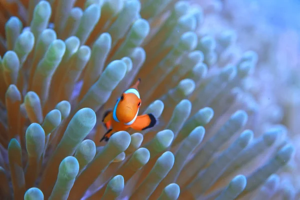 クラウンフィッシュコーラルリーフ マクロ水中シーン サンゴの魚の眺め 水中ダイビング — ストック写真